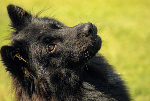 hundetraining bremen start