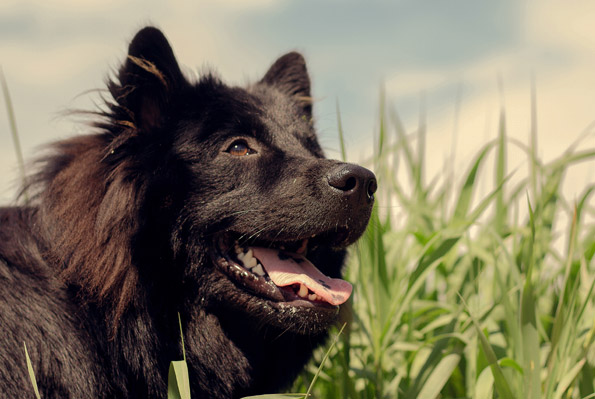 hundetraining sachkunde