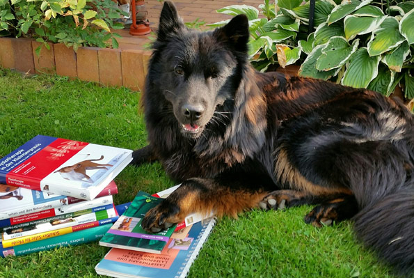 Verhaltensberatung Hunde Sachkunde